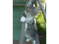 chaton-maine-coon-small-1