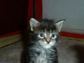 chaton-maine-coon-small-0