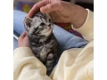 beaux-bebes-chatons-gris-et-noir-small-1