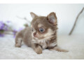a-reserver-chiots-chihuahua-small-1