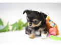 a-reserver-chiots-chihuahua-small-3