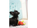 a-reserver-chiots-chihuahua-small-2