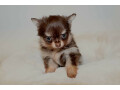 a-reserver-chiots-chihuahua-small-0