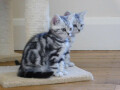 adorable-chaton-british-shorthair-small-1