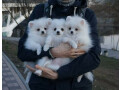 magnifiques-chiots-spitz-finlandais-disponible-small-0