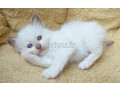 adorable-chatons-sacre-de-birmanie-small-1