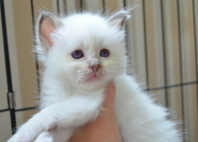 Adorable chatons sacré de Birmanie