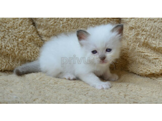 Adorable chatons sacré de Birmanie