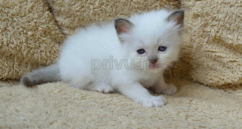 Adorable chatons sacré de Birmanie