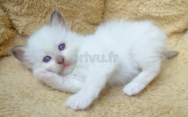 Adorable chatons sacré de Birmanie