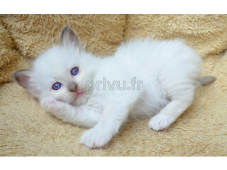 Adorable chatons sacré de Birmanie disponible pour foyer