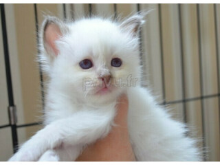 Adorable chatons sacré de Birmanie