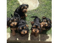 chiots-yorkshire-terrier-small-0