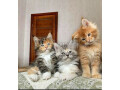 chatons-maine-coon-a-donner-small-0