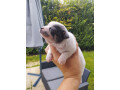 a-reserver-chiot-males-chihuahua-small-2