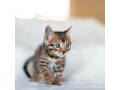 2-magnifiques-chatons-bengal-small-0