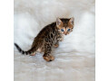 2-magnifiques-chatons-bengal-small-1