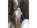 vente-mouton-small-1