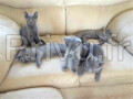 chatons-bleu-russe-cherchent-nouveau-foyer-small-0