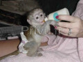 a-donner-magnifique-bebe-singe-capucin-3-mois-small-0
