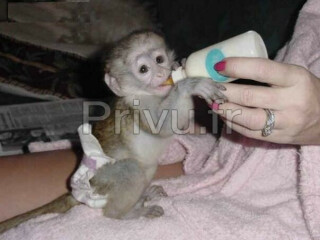 A donner Magnifique Bébé singe Capucin 3 mois