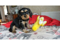 chiots-cavalier-king-charles-lof-pour-adoption-small-0