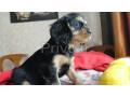 chiots-cavalier-king-charles-lof-pour-adoption-small-1