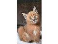 chatons-savannah-serval-et-caracal-ages-de-4-semaines-small-2