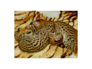 Chatons Savannah serval et caracal âgés de 4 semaines