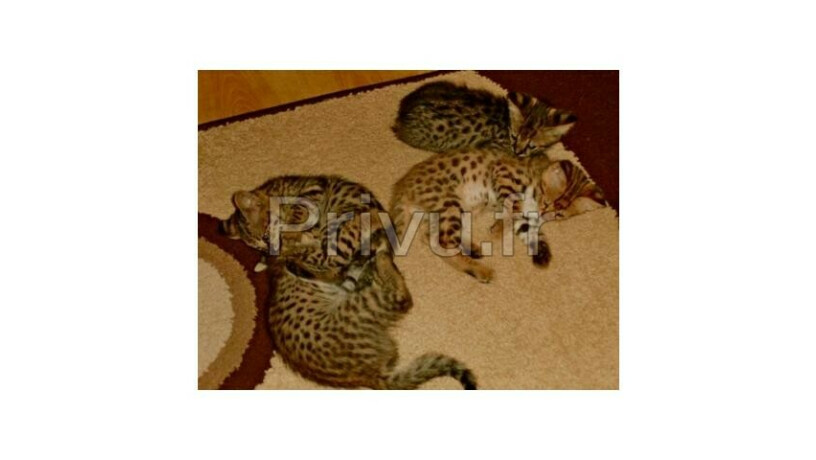 chatons-savannah-serval-et-caracal-ages-de-4-semaines-big-1