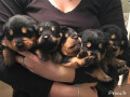 chiot-rottweiller-pour-bons-soin-small-0