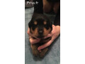 chiot-rottweiller-pour-bons-soin-small-1