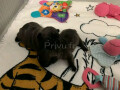 chiots-type-carlin-exotique-small-2