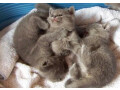 a-donner-contre-soins-chatons-chartreux-malles-et-femelles-small-0